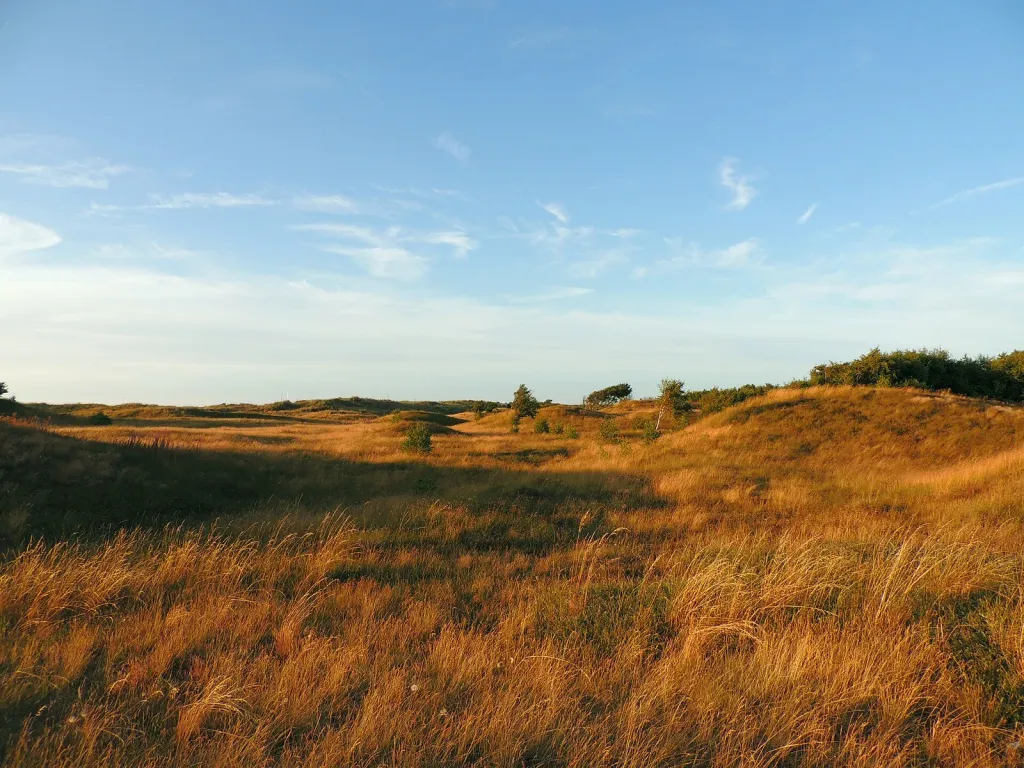 Dünen mit trockenem Gras am Weissenhäuser Strand an der Ostsee