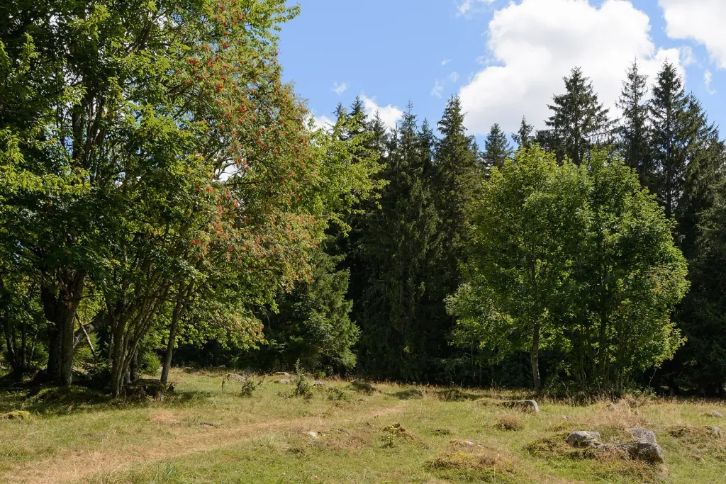 Wiese und Waldrand am Wanderweg Paradiestour bei Schönwald im Schwarzwald